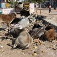 Khajuraho, vaches sacrées