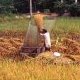Battage du riz, delta du Mékong, Vietnam du (...)