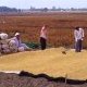 Séchage du riz, delta du Mékong, Vietnam du (...)