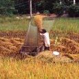 Battage du riz, delta du Mékong, Vietnam du (…)