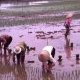 Repiquage du riz, delta du fleuve rouge, (...)