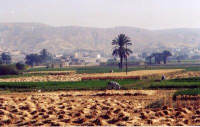 Un paysage traditionnel égyptien