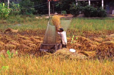 Battage du riz, delta du Mékong, Vietnam du sud, route de Cân Tho, février 2001