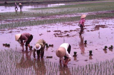 Repiquage du riz, delta du fleuve rouge, Vietnam du nord, février 2001