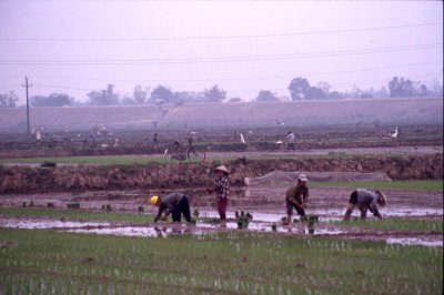 Digues, delta du fleuve rouge, Vietnam du nord, février 2001