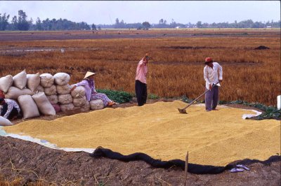 Séchage du riz, delta du Mékong, Vietnam du sud, route de Cân Tho, février 2001